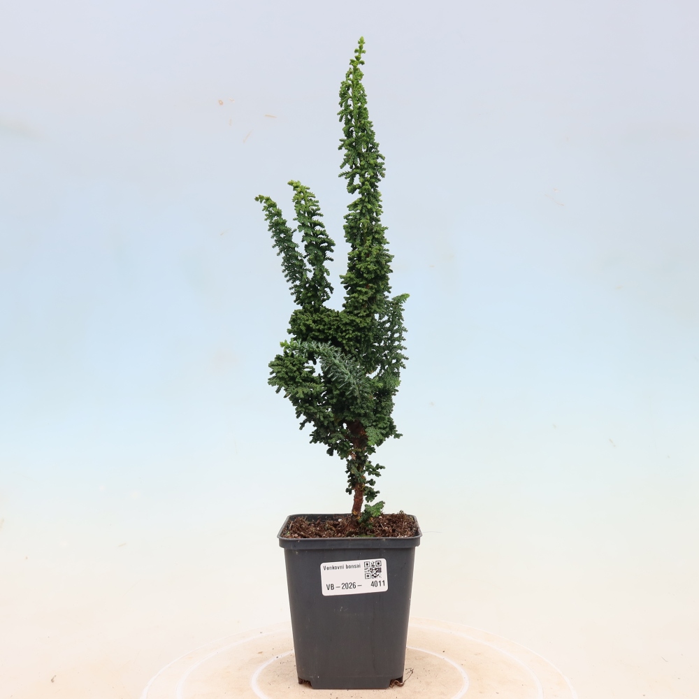 Outdoor bonsai - Cham. obtusa SEKKA HINOKI - Cypress