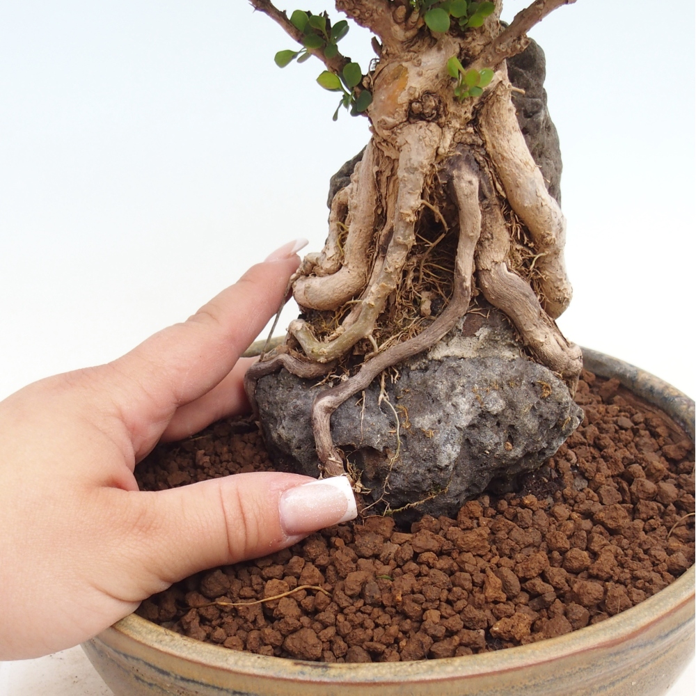 Outdoor bonsai - Berberis coreana