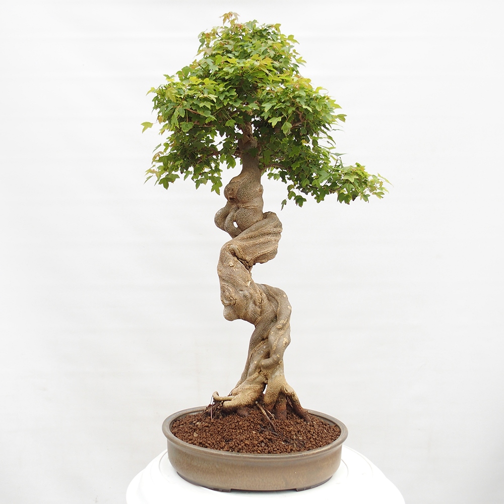 Outdoor bonsai - Maple Buergerianum - Burger Maple