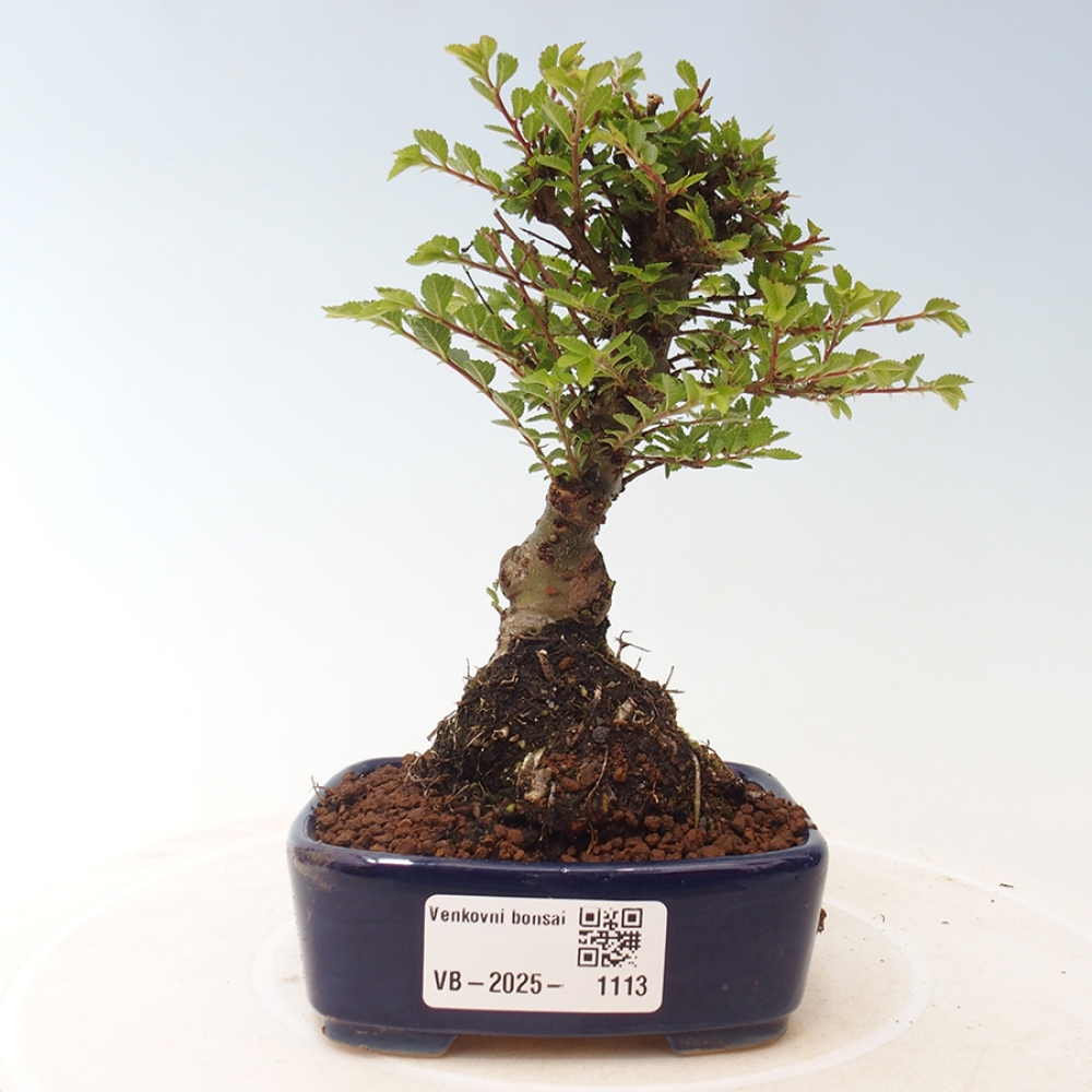 Outdoor bonsai - Ulmus parvifolia Sagei - Small-leaved elm