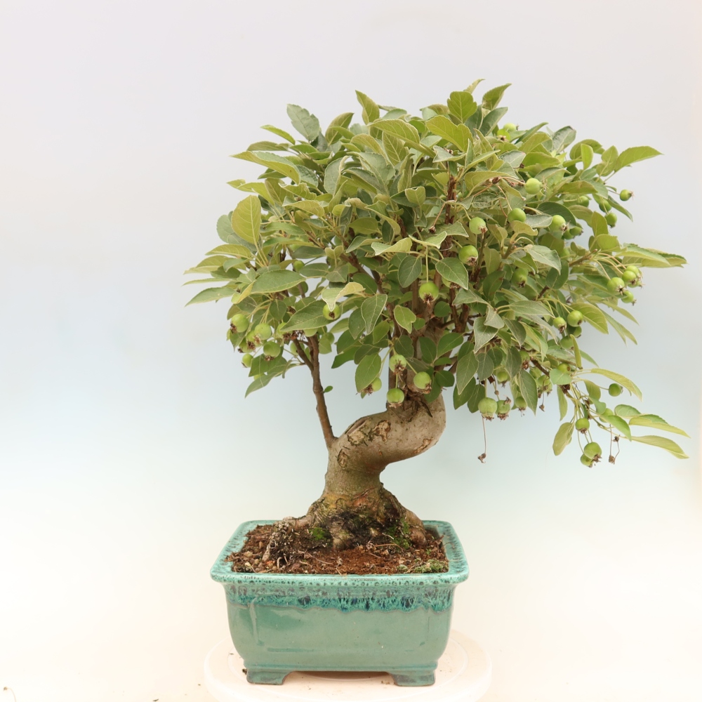 Outdoor bonsai -Malus halliana - Small-fruited apple tree