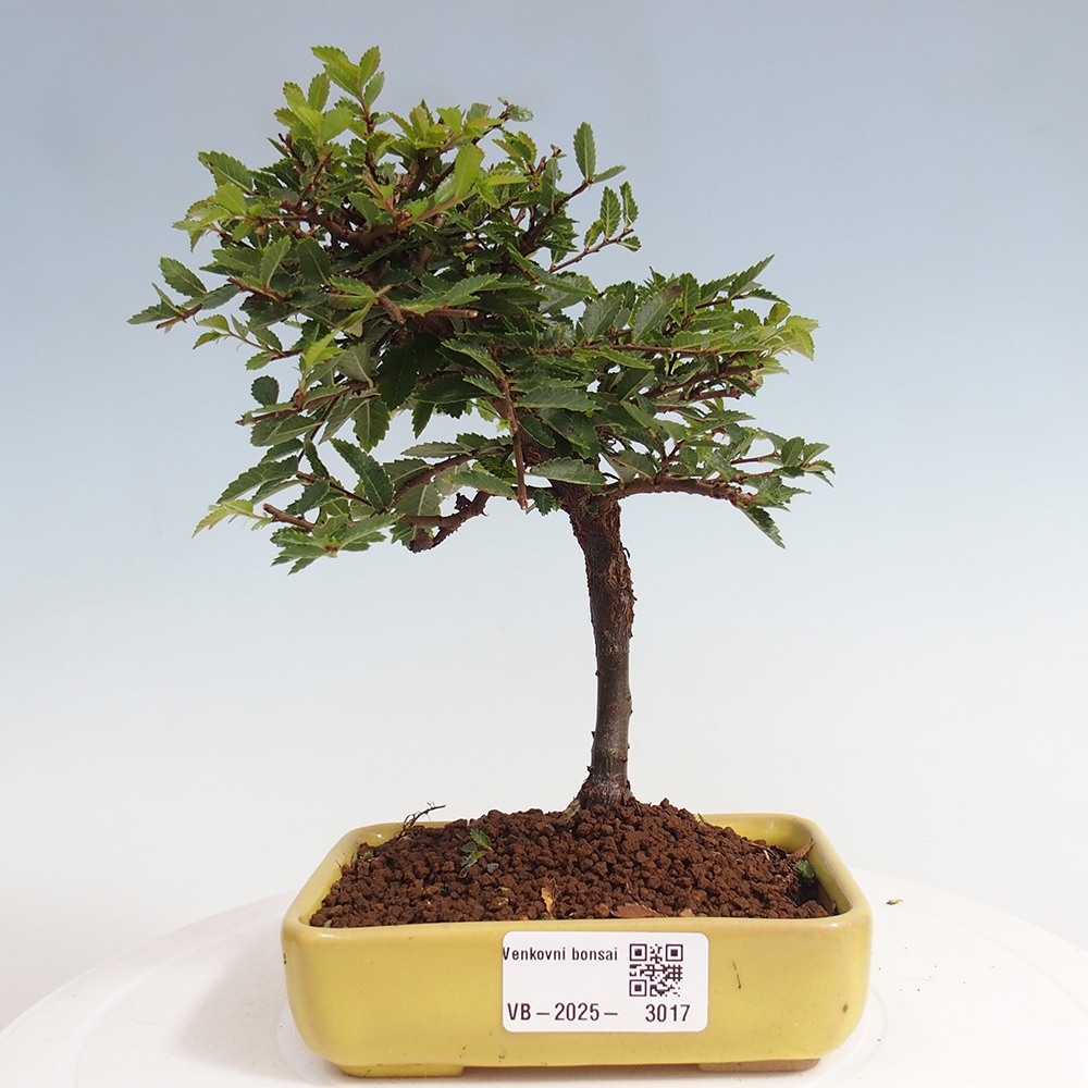 Outdoor bonsai - Ulmus parvifolia Sagei - Small-leaved elm