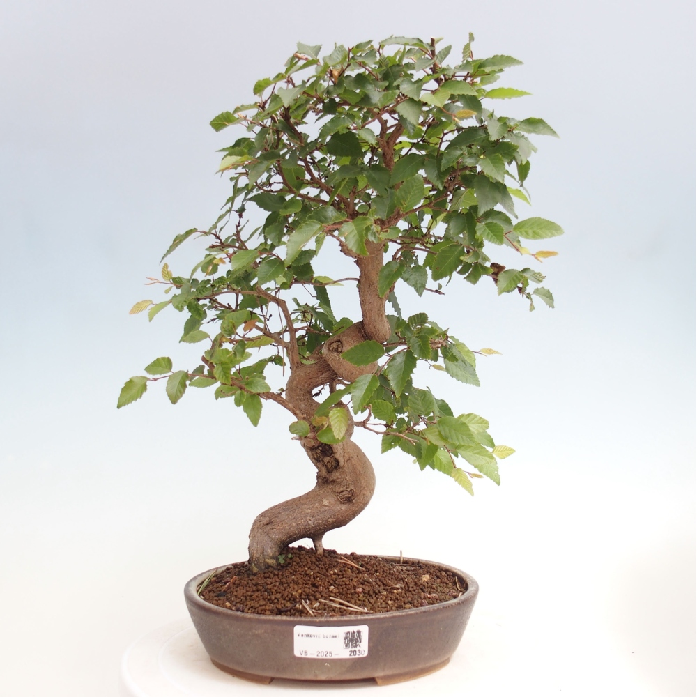 Outdoor bonsai -Carpinus CARPINOIDES - Korean hornbeam
