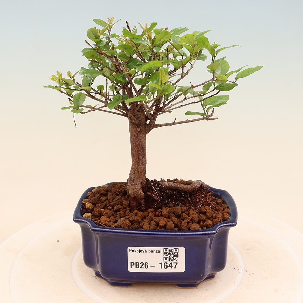 Room bonsai - Sageretia thea - Sageretia thea