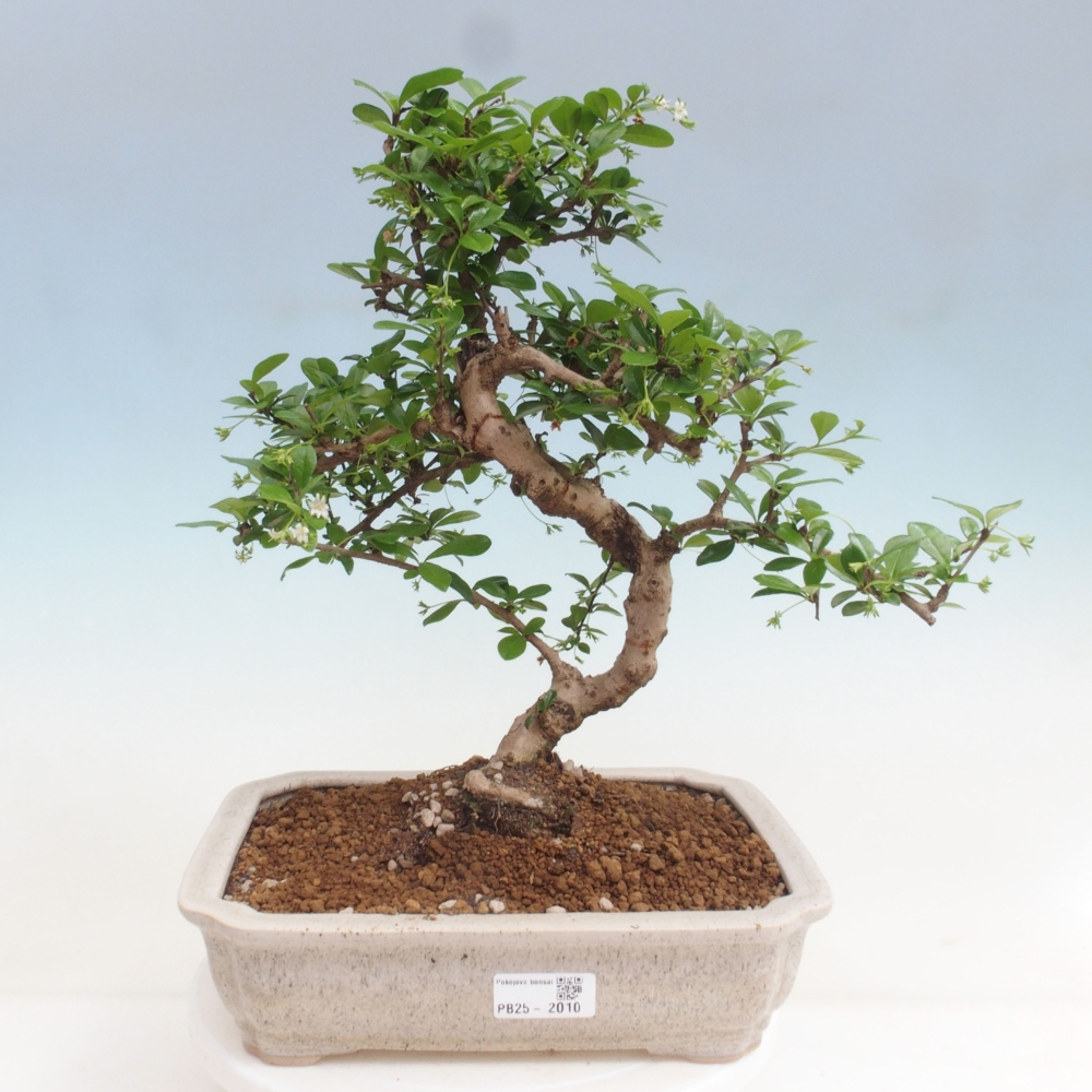 Room bonsai - Carmona macrophylla - Tea fuki