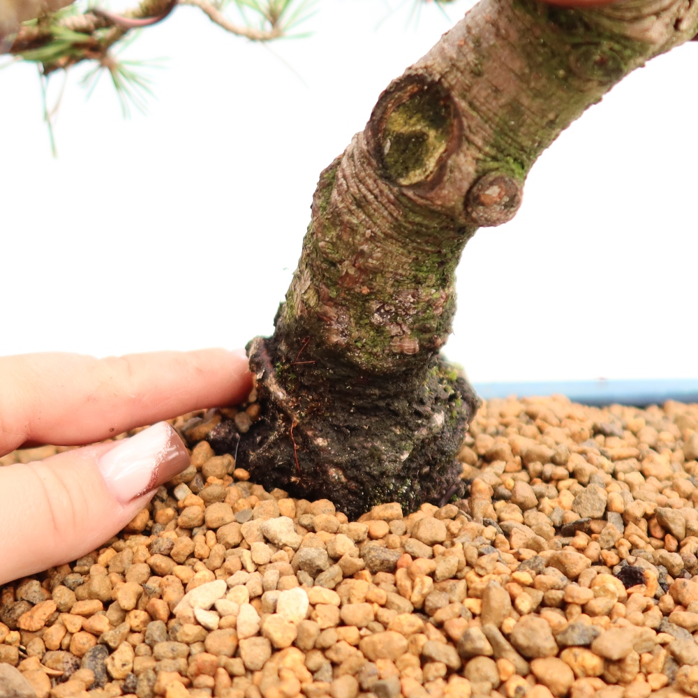 Outdoor Bonsai - Pinus mugo Humpy  - Mountain Pine