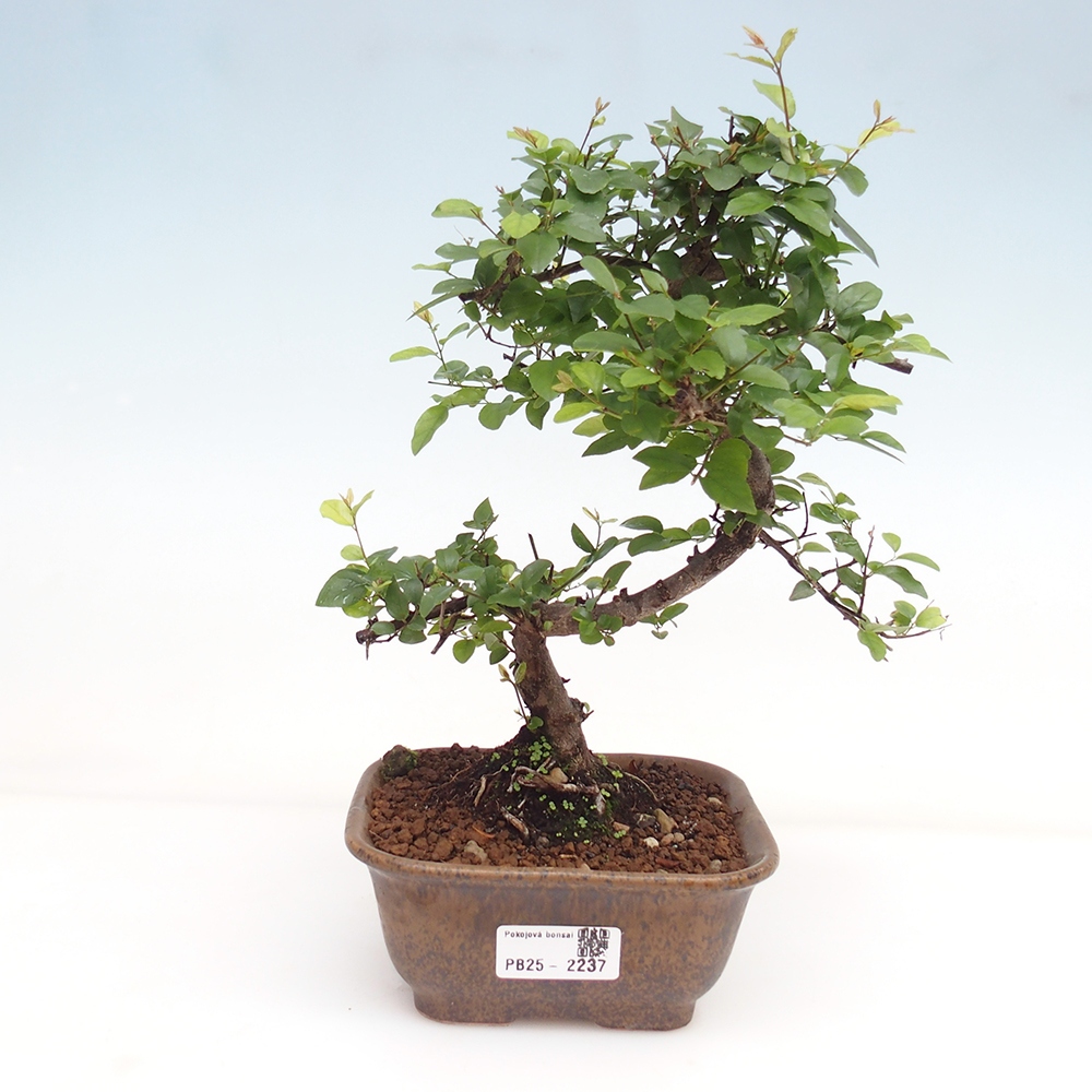 Indoor bonsai - Sagerécie thea - Sagerécie thea