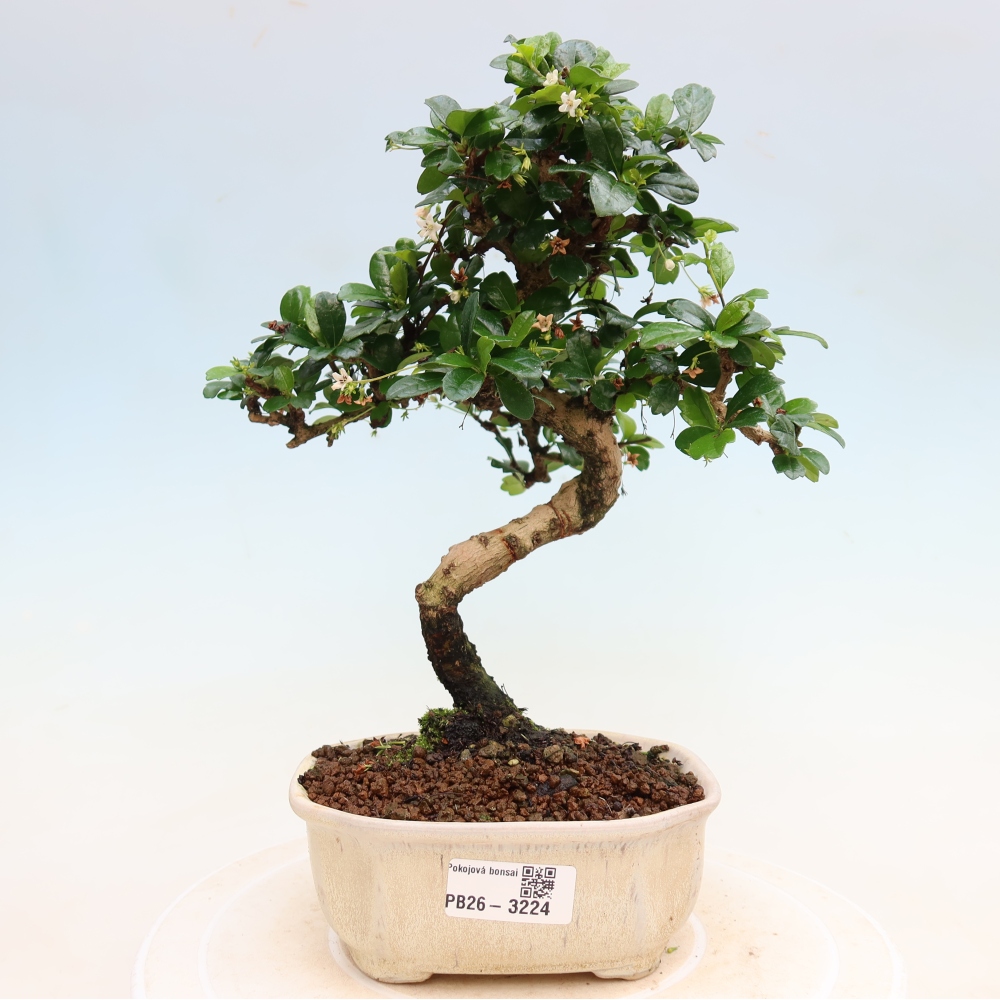 Room bonsai - Carmona macrophylla - Tea fuki
