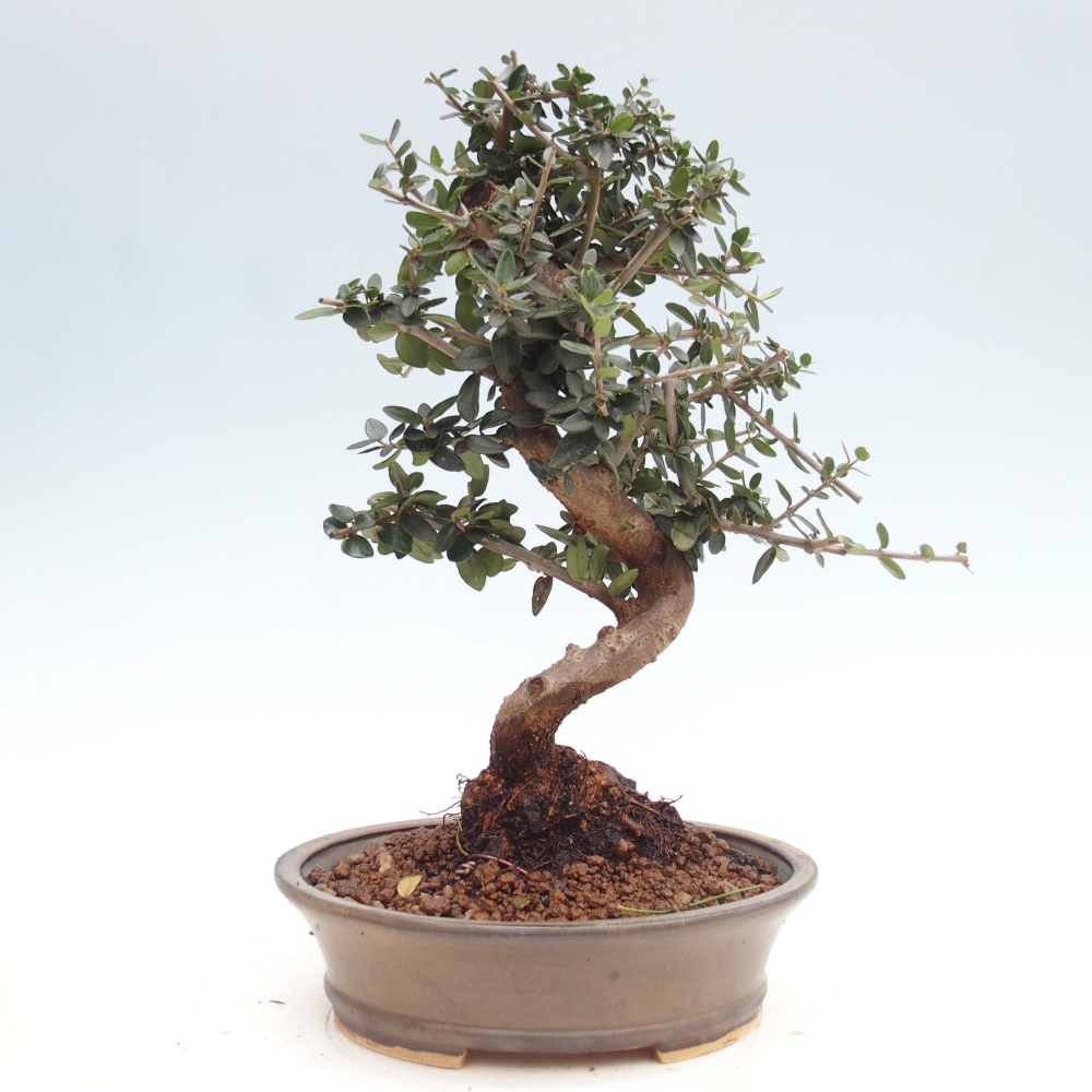 Indoor bonsai - Olea europaea sylvestris