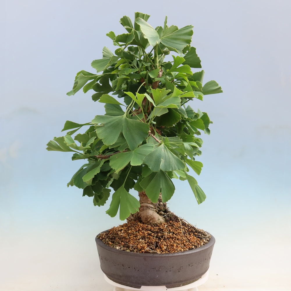 Outdoor bonsai - Ginkgo biloba - Ginkgo biloba