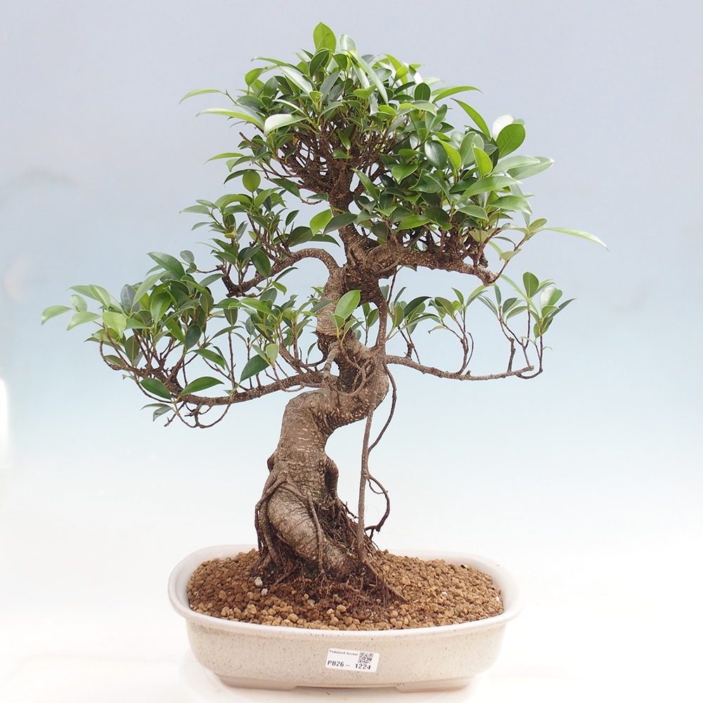 Room bonsai - Ficus kimmen - small-leaved ficus
