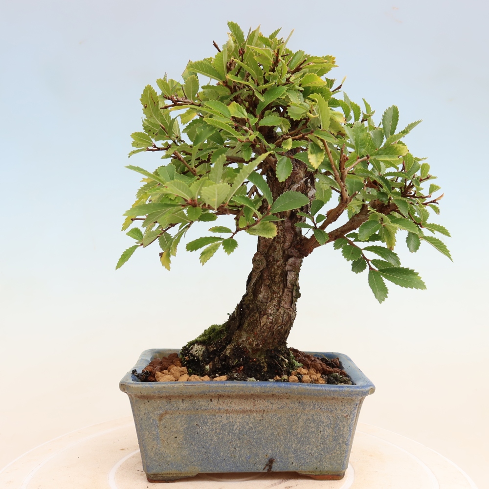 Outdoor bonsai - Zelkova - Zelkova NIRE