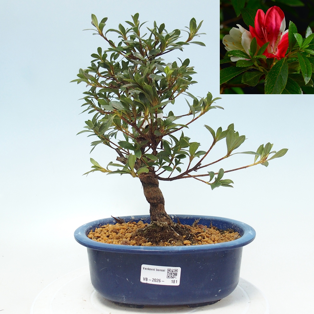 Outdoor bonsai - Japanese Azalea - Azalea Senhime