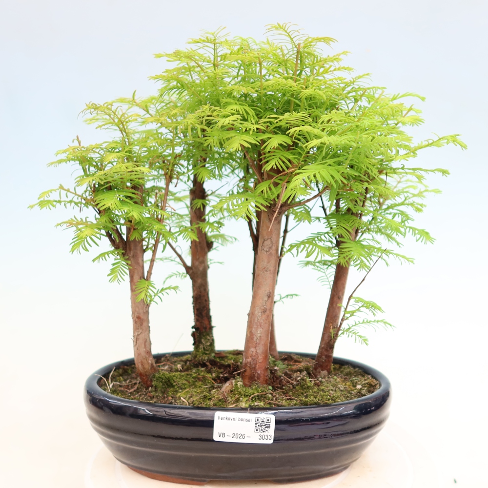Outdoor Bonsai - Metasequoia glyptostroboides - Chinese Metasequoia - Grove