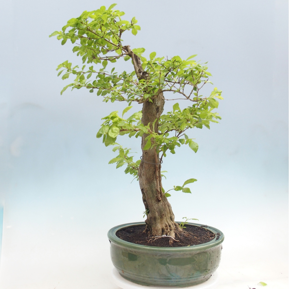 Room bonsai - Duranta erecta Aurea - PERSONAL COLLECTION ONLY or pallet transport