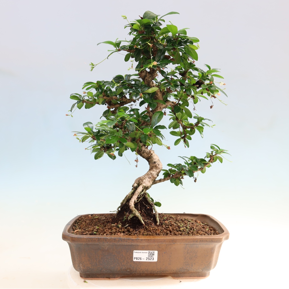 Room bonsai - Carmona macrophylla - Tea fuki