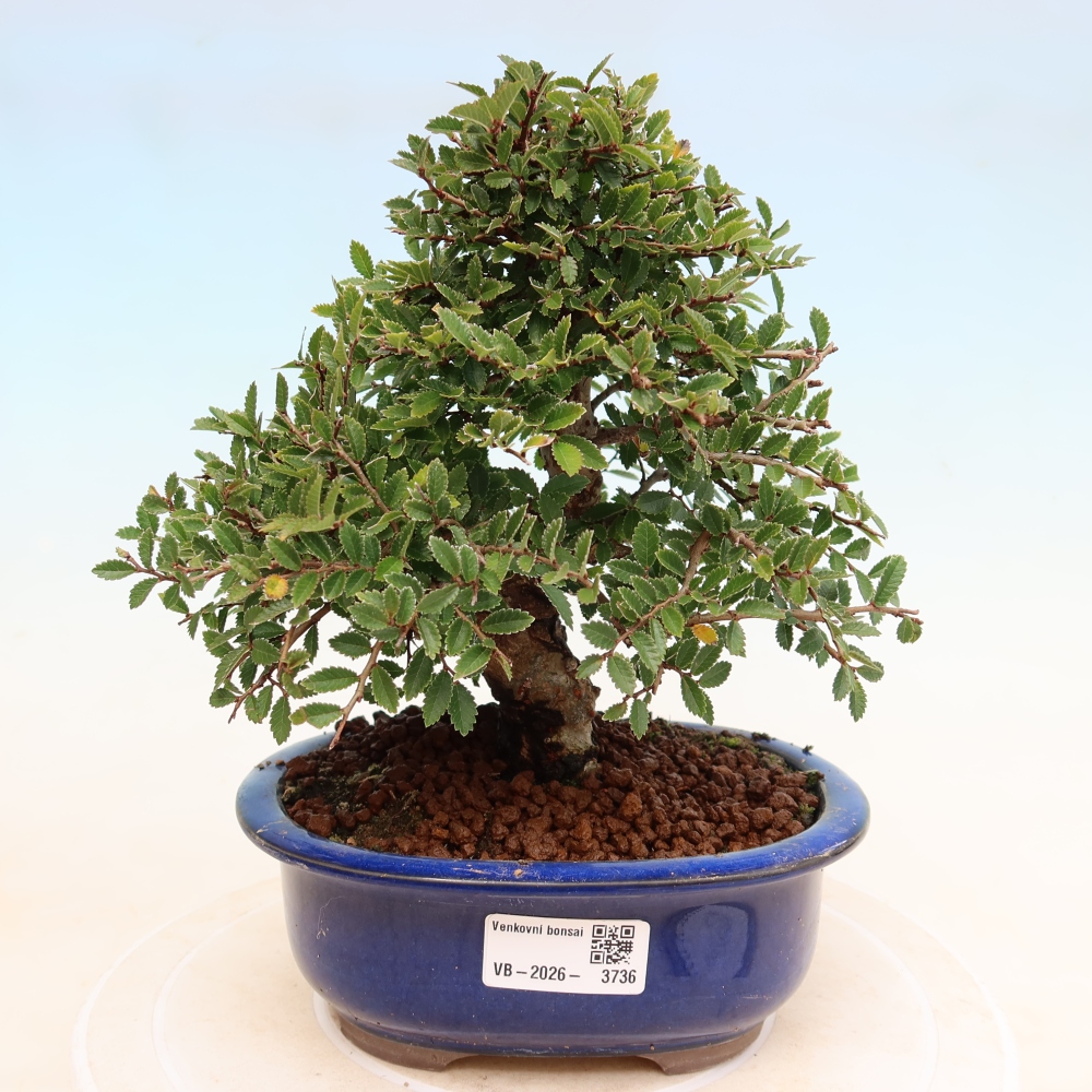 Outdoor bonsai - Zelkova - Zelkova NIRE