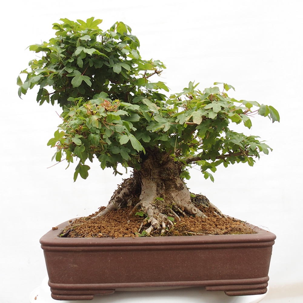 Outdoor bonsai - French Maple - Acer Nonspessulanum
