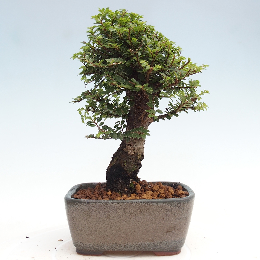 Outdoor bonsai - Ulmus parvifolia Hokkaido - Chinese elm