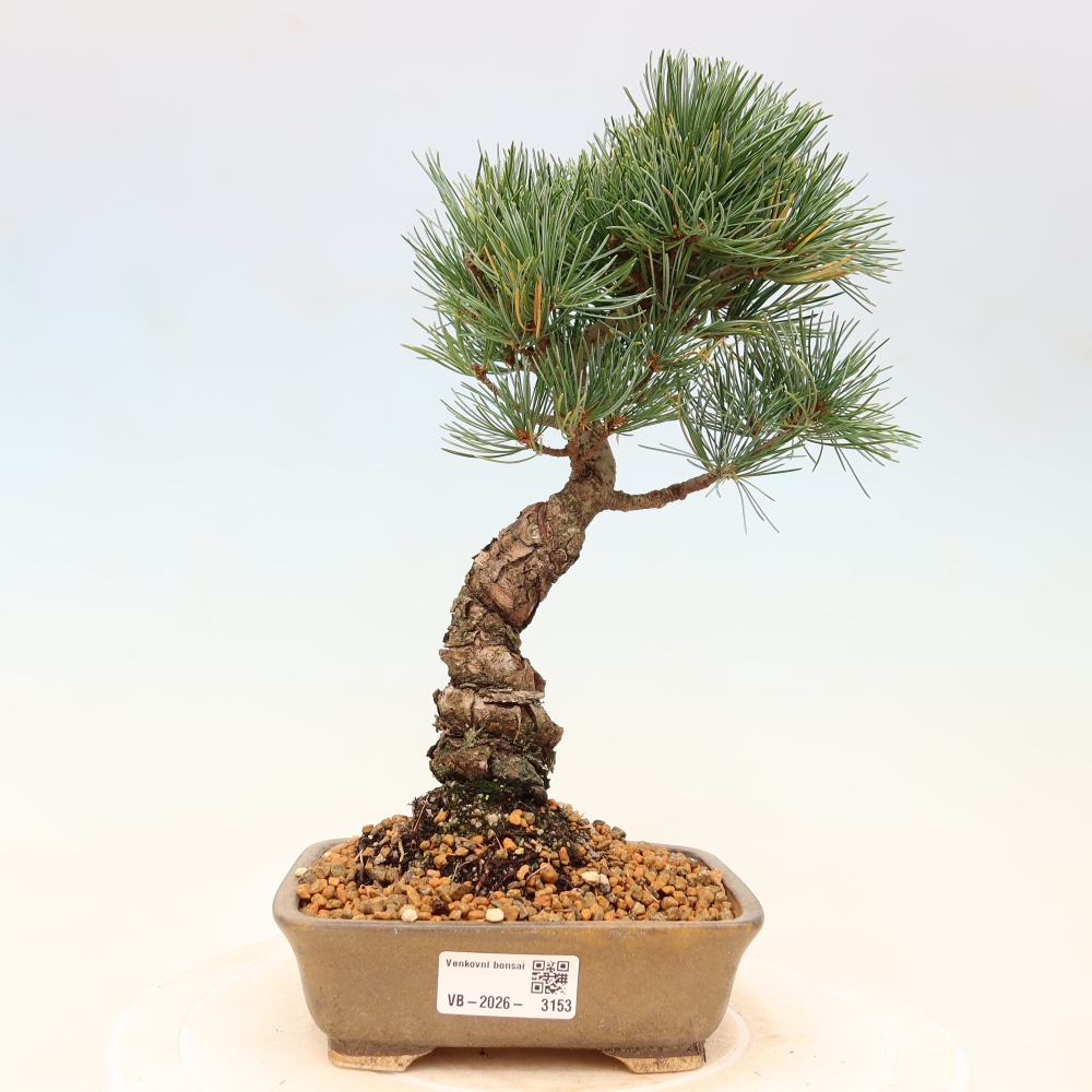 Outdoor bonsai - Pinus parviflora - Pinus parviflora