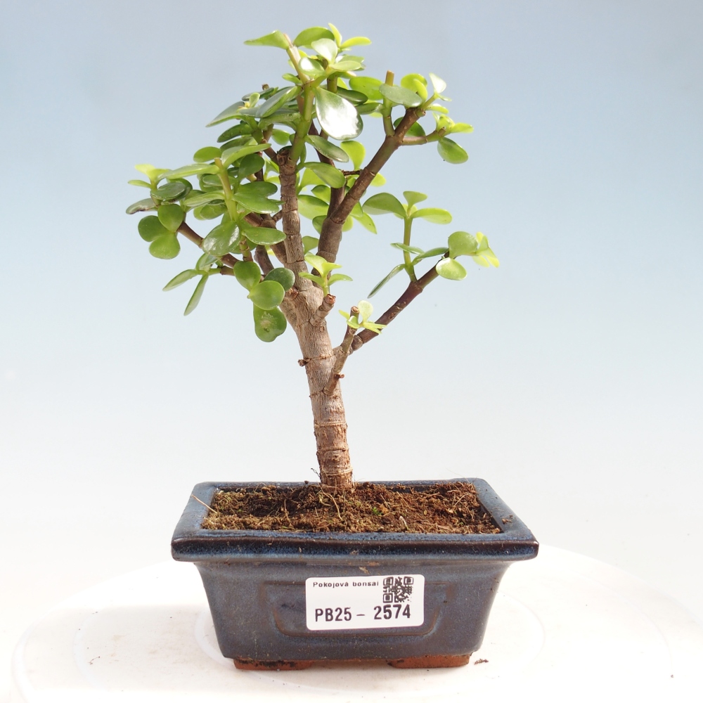 Indoor bonsai - Portulakaria Afra - Tlustice