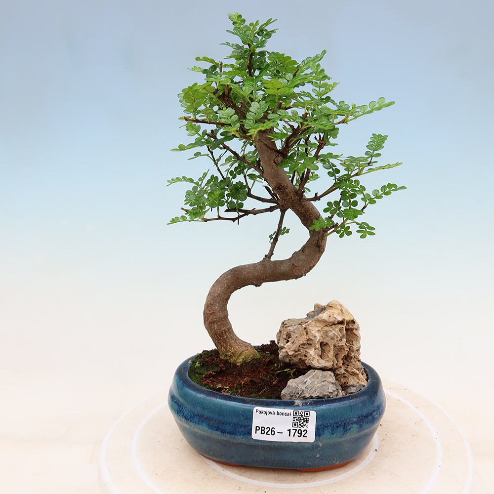 Room bonsai - Zantoxylum piperitum - pepper tree