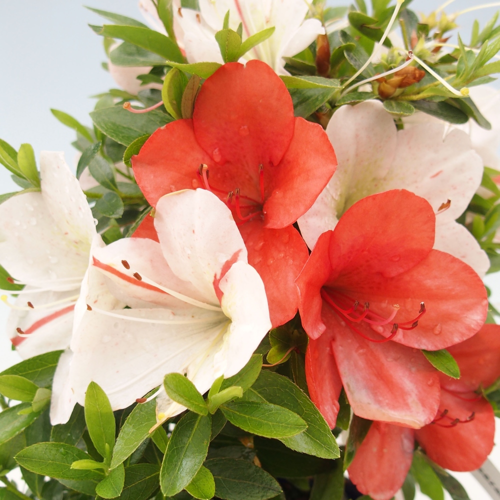 Outdoor bonsai - Japanese azalea - Azalea Asazakura