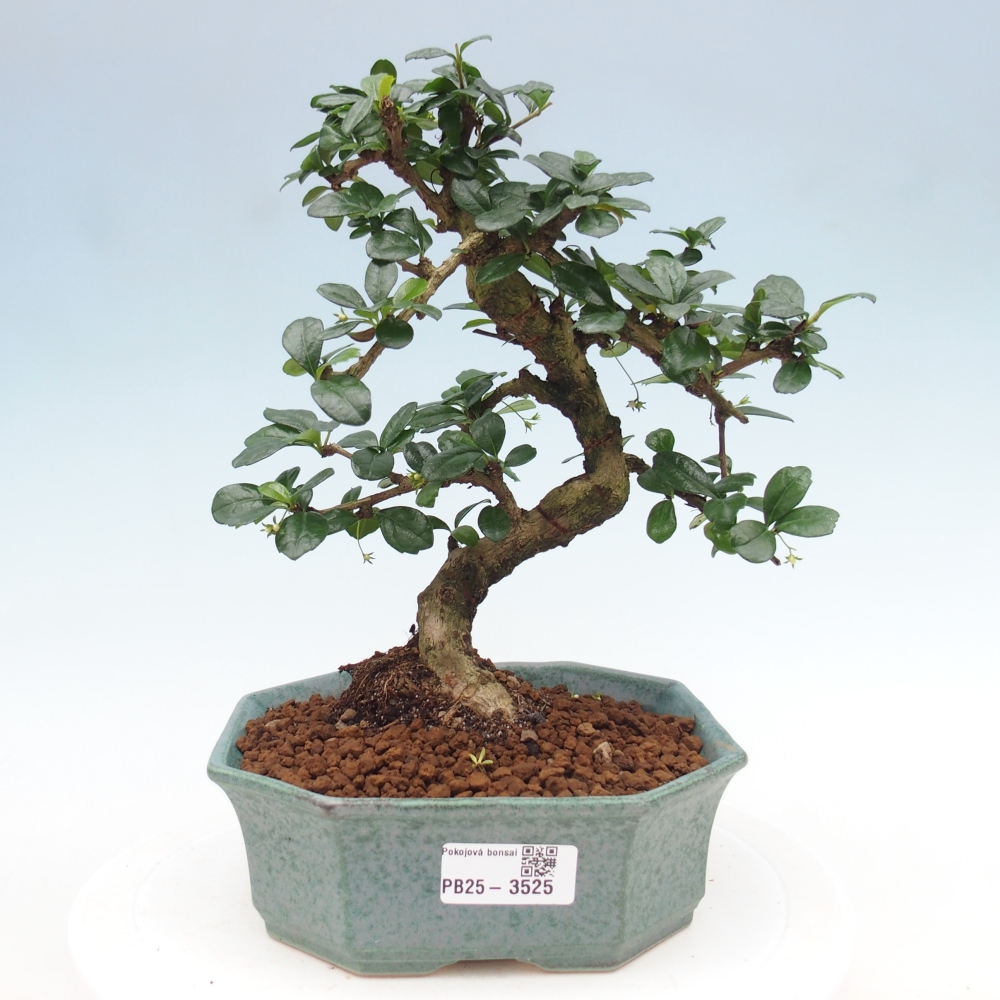 Room bonsai - Carmona macrophylla - Tea fuki