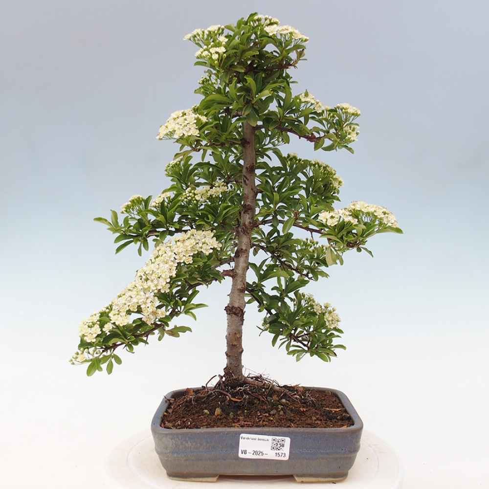 Outdoor Bonsai-Pyracanta Teton -Bakery