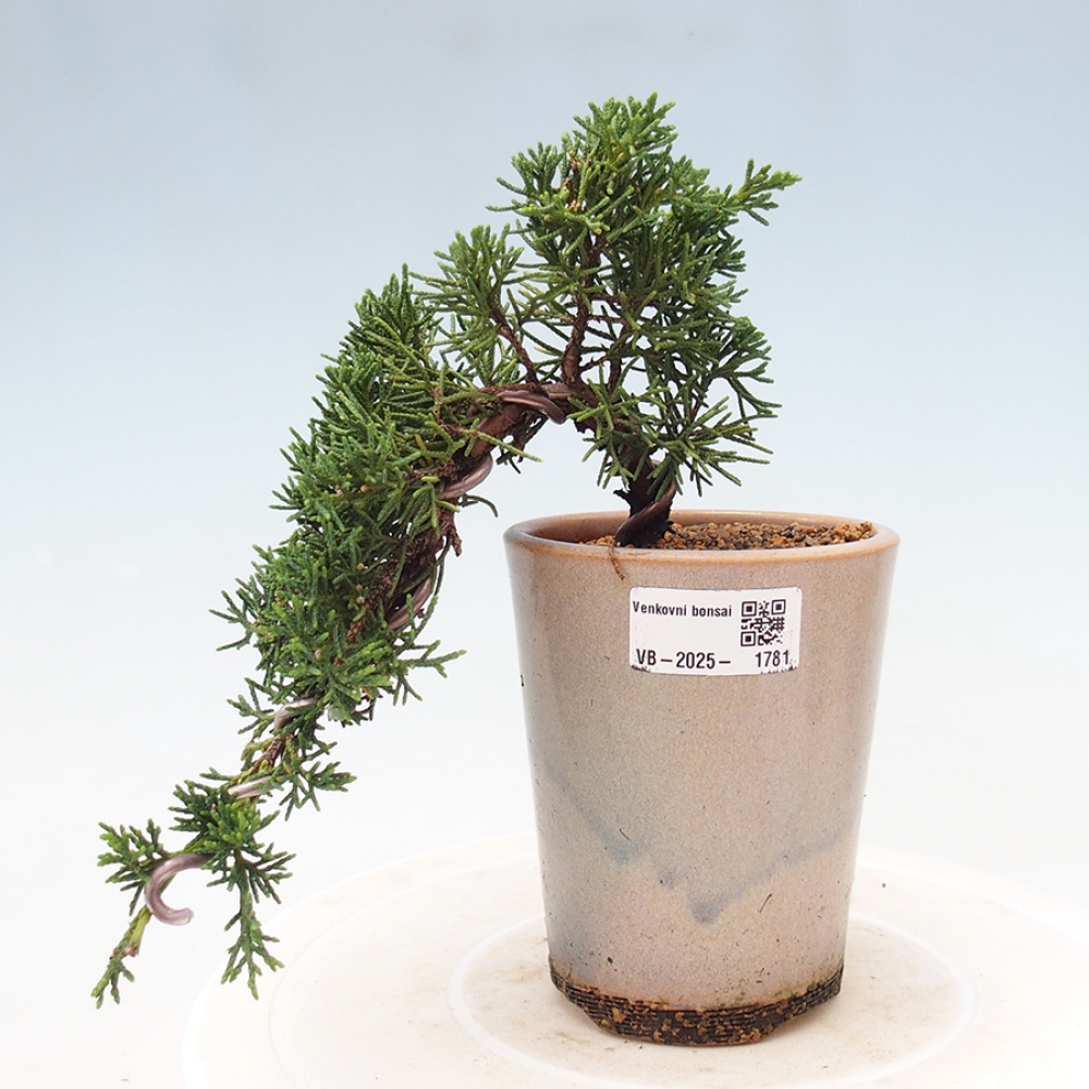 Outdoor bonsai - Juniperus chinensis Kishu - Chinese Juniper