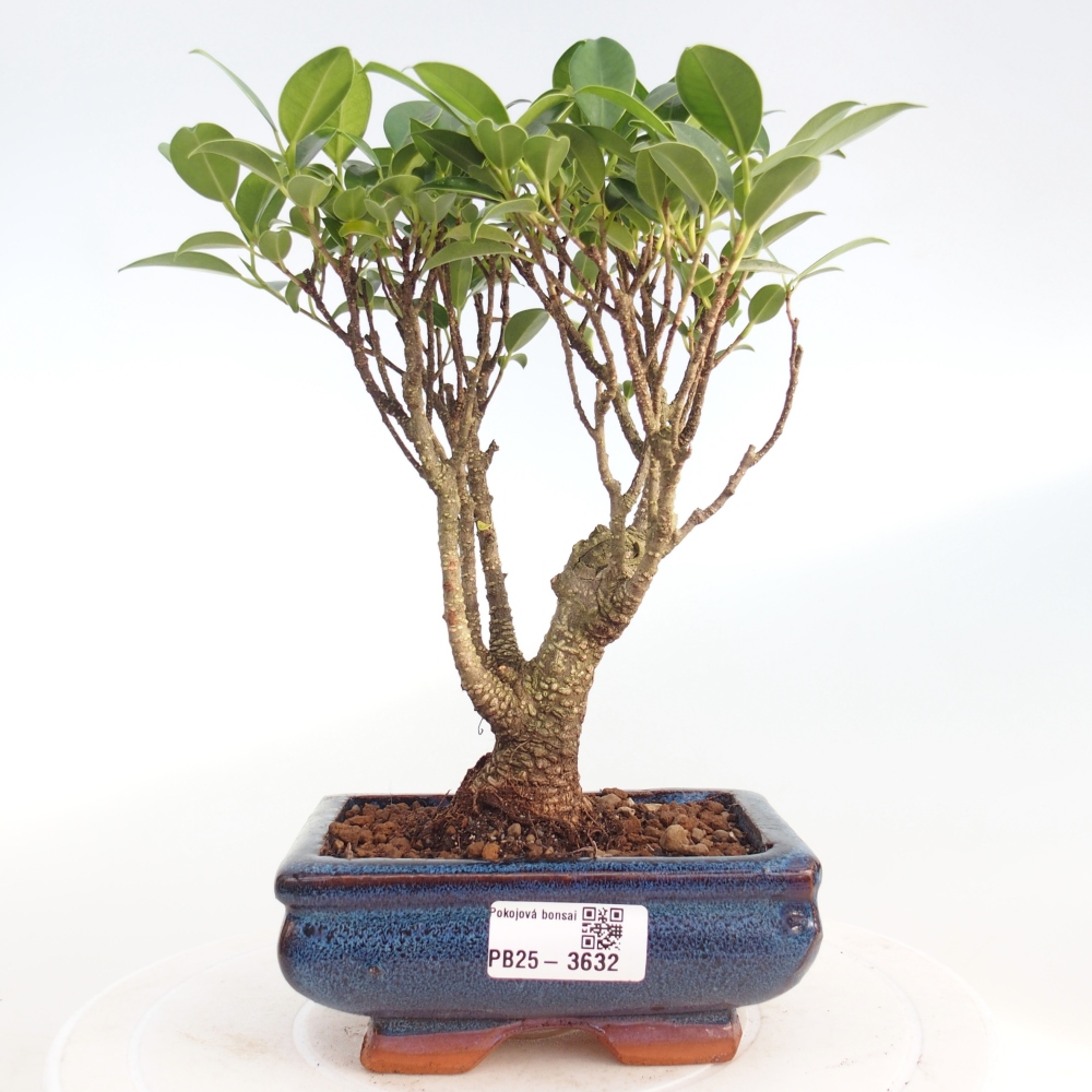 Indoor bonsai - Ficus retusa - small-leaved ficus