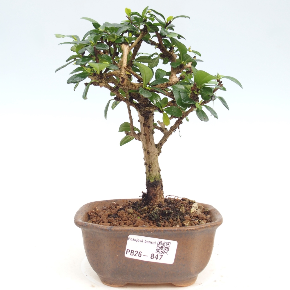 Room bonsai - Carmona macrophylla - Tea fuki