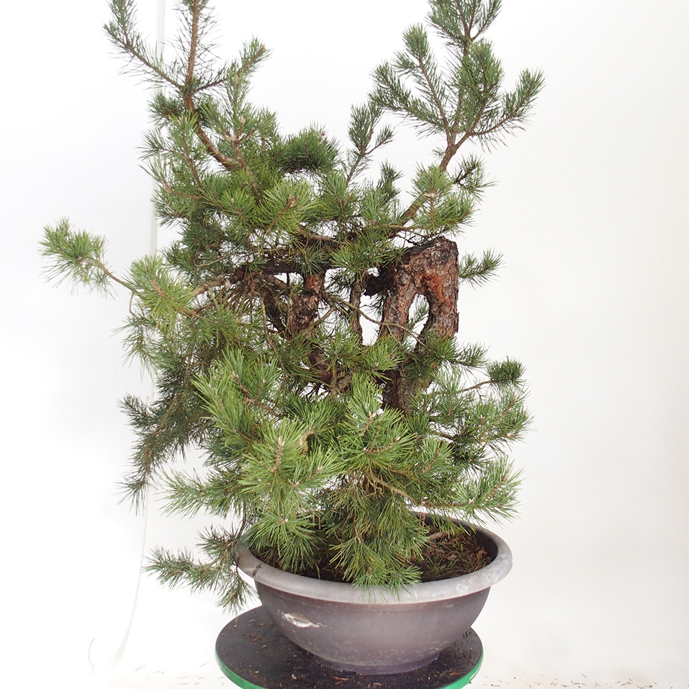 Yamadori - Pinus sylvestris Spain