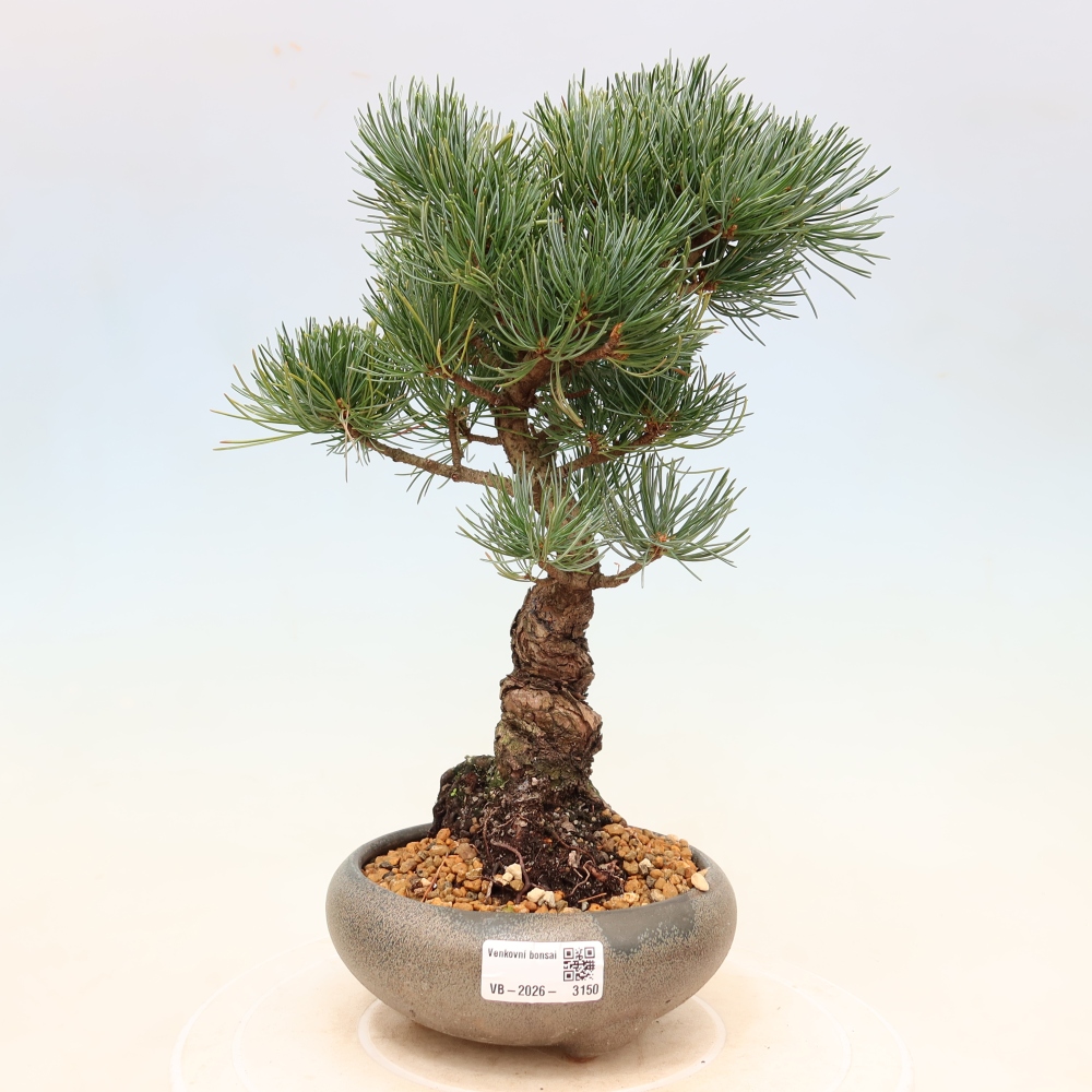Outdoor bonsai - Pinus parviflora - Pinus parviflora