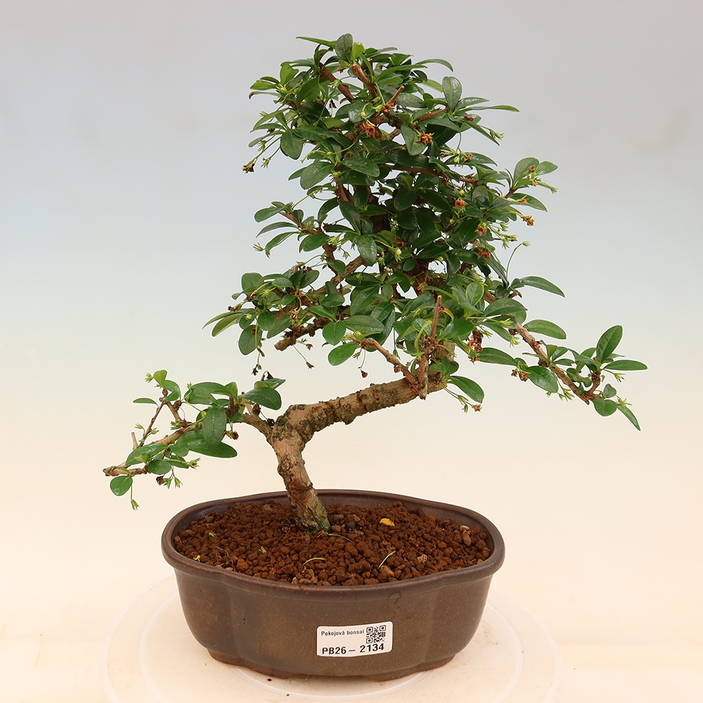 Room bonsai - Carmona macrophylla - Tea fuki