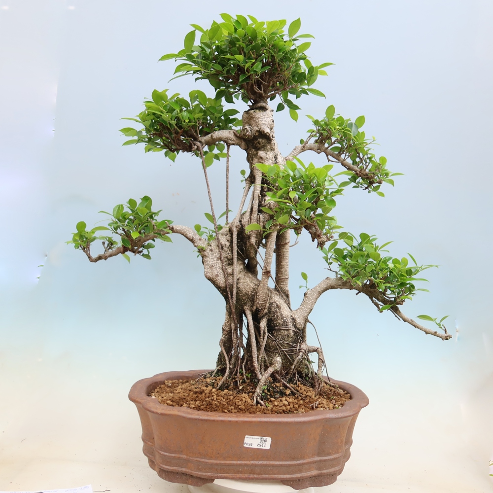 Room bonsai - Ficus kimmen - small-leaved ficus