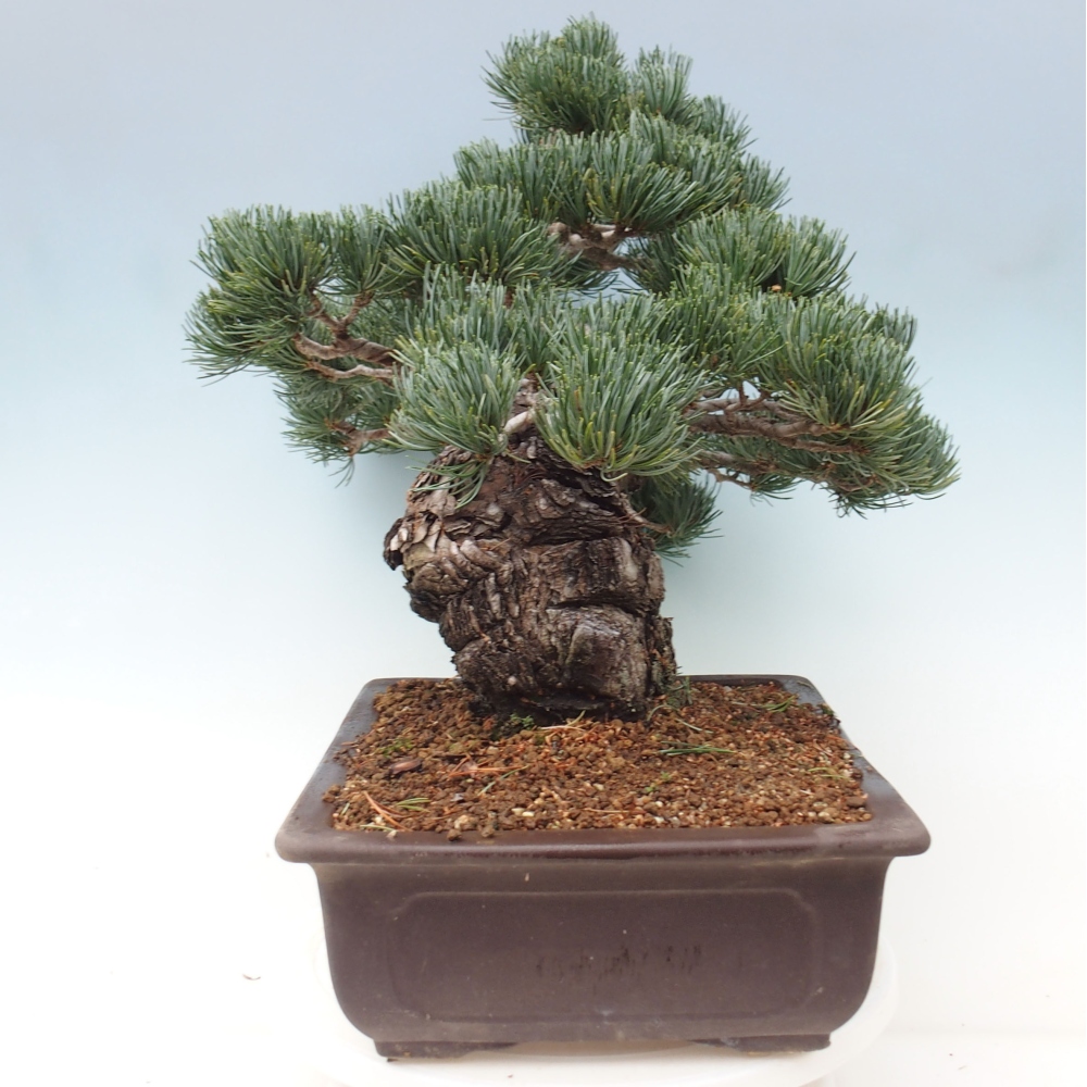 Outdoor bonsai - Pinus parviflora - Small pine tree