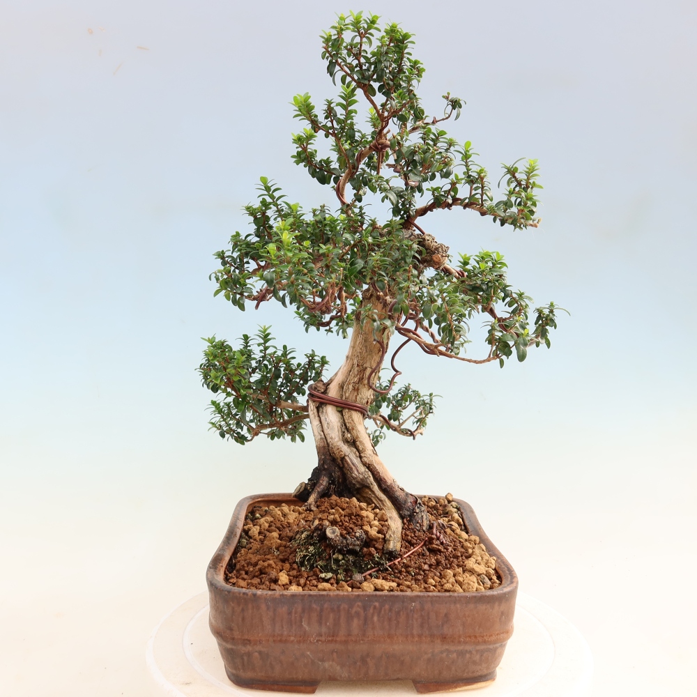 Indoor Bonsai - Myrtus communis - Common Myrtle