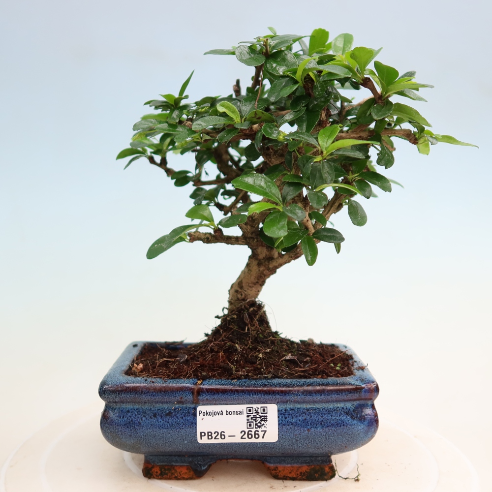 Room bonsai - Carmona macrophylla - Tea fuki