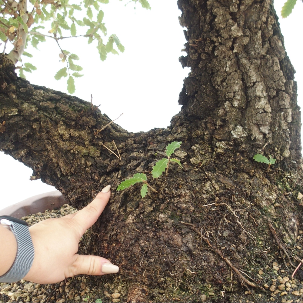 Yamadori - Quercus Ilex - Oak holly