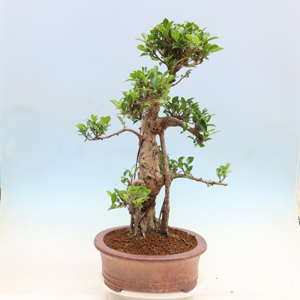 Room bonsai - Ficus kimmen - small-leaved ficus