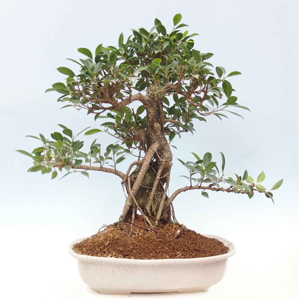 Room bonsai - Ficus kimmen - small-leaved ficus - PERSONAL COLLECTION ONLY or pallet transport