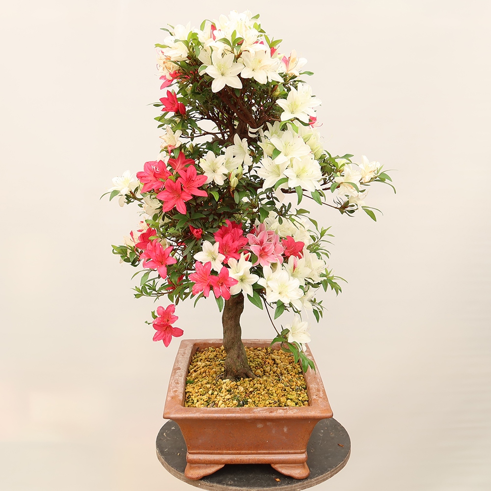Outdoor bonsai - Japanese azalea - Azalea CHIHIRO