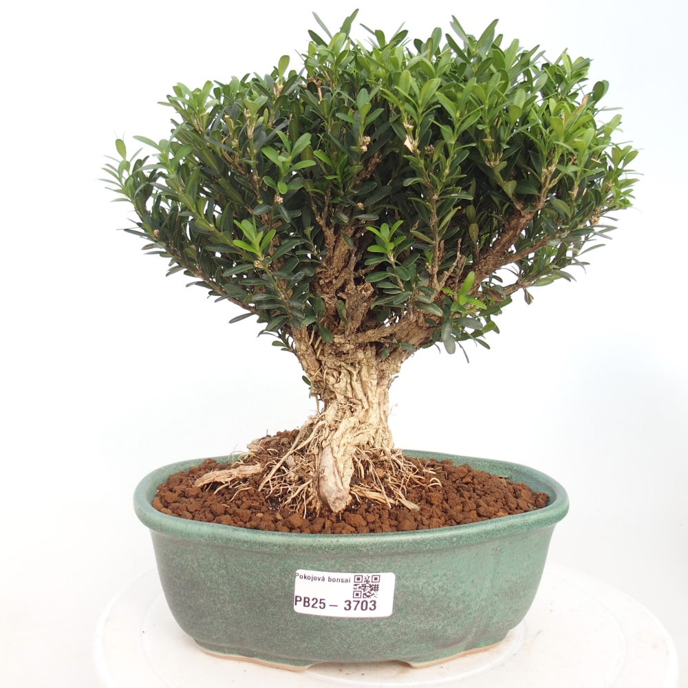 Indoor bonsai - Buxus harlandii - Cork boxwood