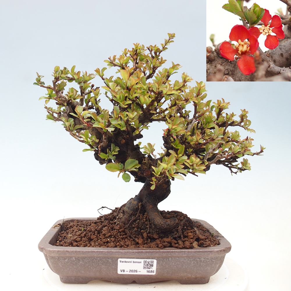 Outdoor bonsai - Chaneomeles speciosa - Quince