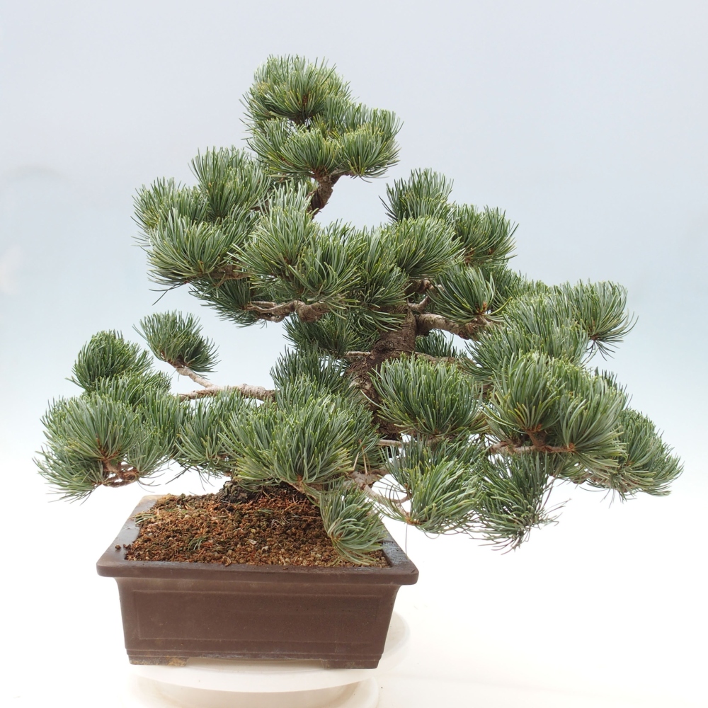 Outdoor bonsai - Pinus parviflora - Small pine tree