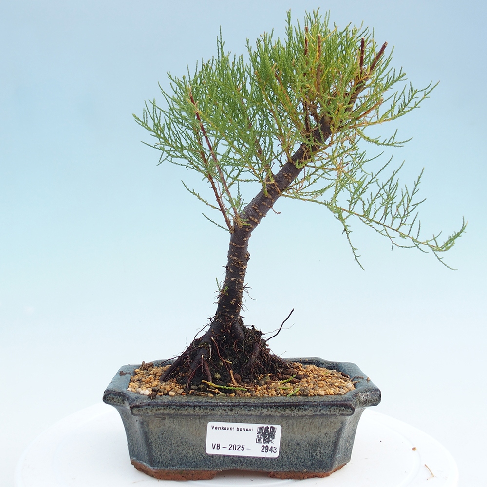 Outdoor bonsai - Tamarix - Tamarix