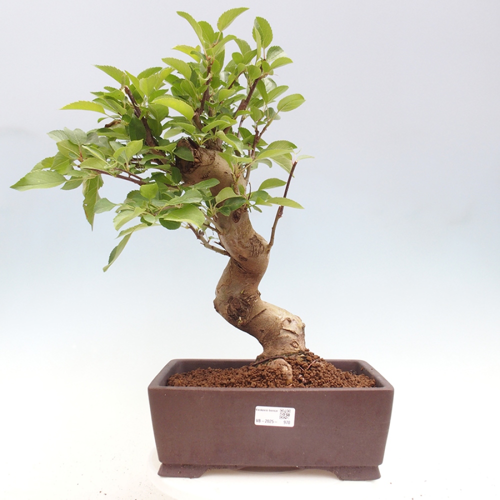 Outdoor bonsai - Malus halliana - Small-fruited apple tree