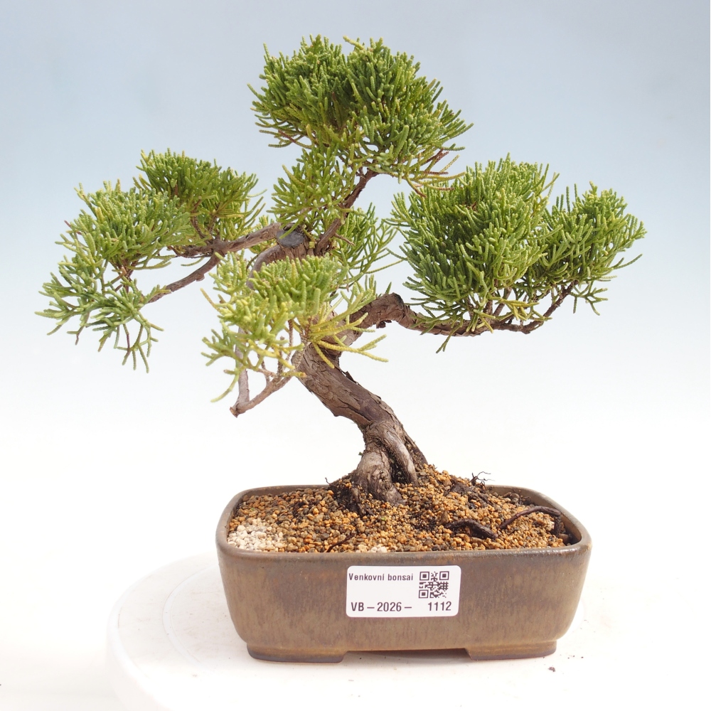 Outdoor bonsai - Juniperus chinensis Kishu
