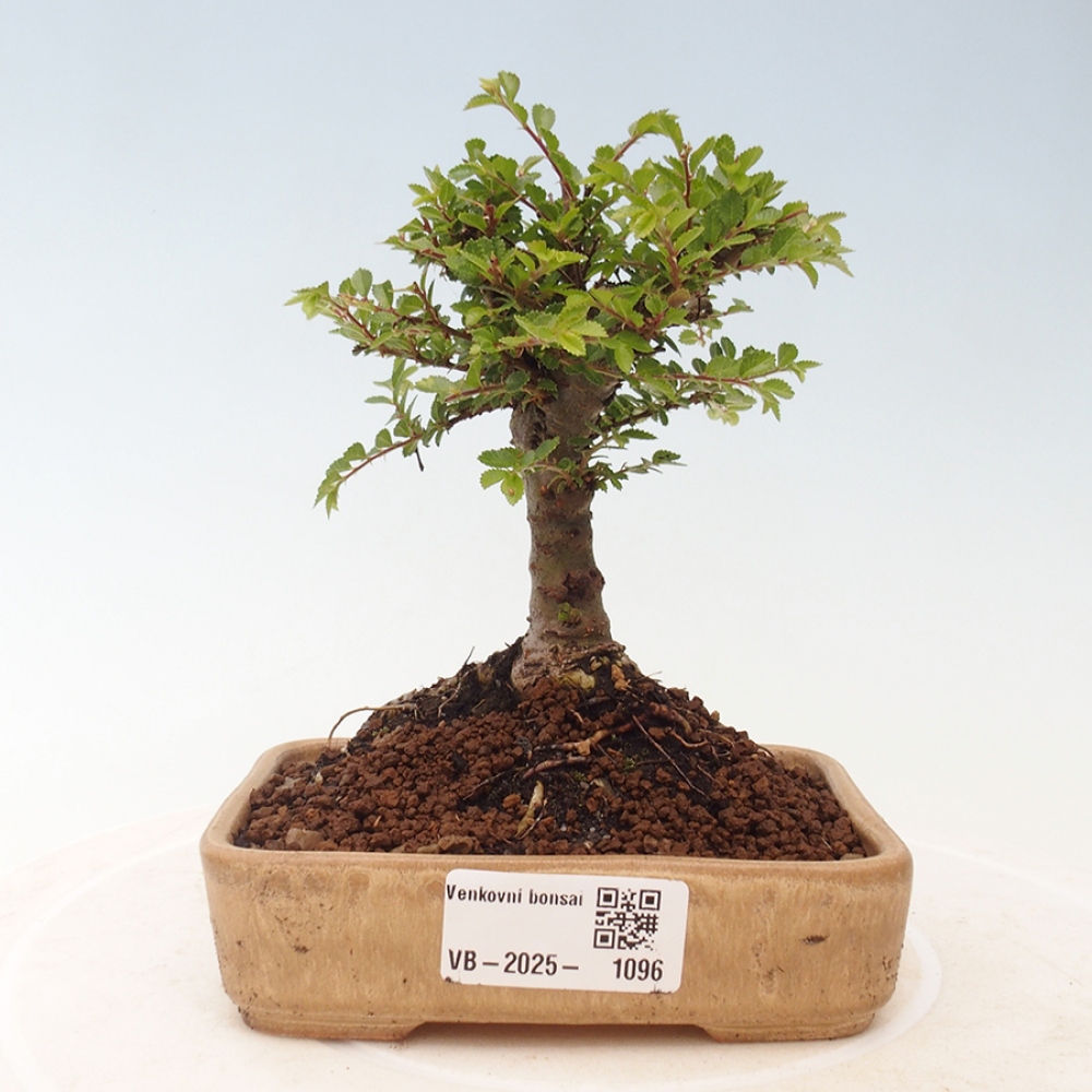 Outdoor bonsai - Ulmus parvifolia Sagei - Small-leaved elm